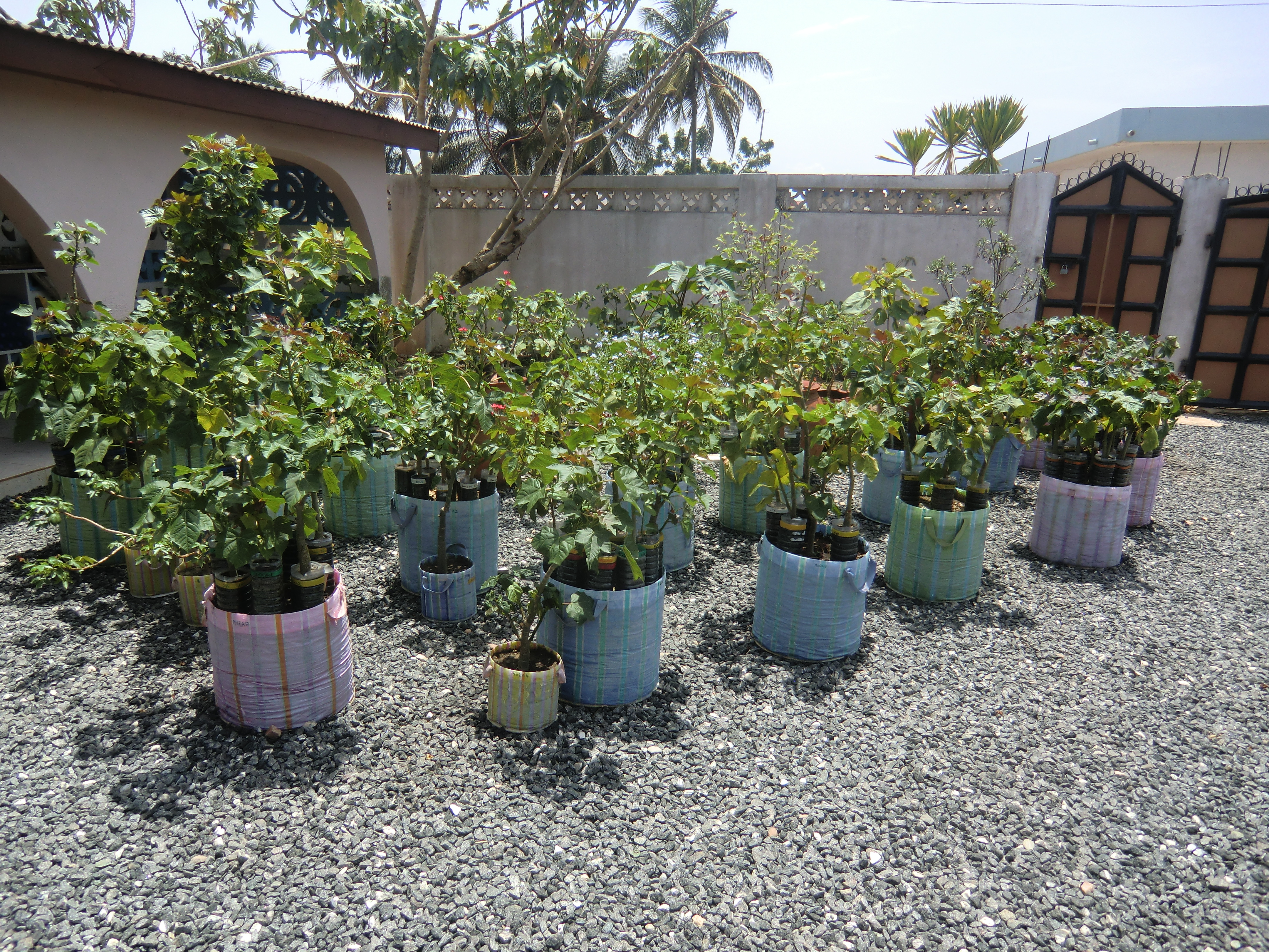 A section of the Bionic Palm Jatropha breeding orchard