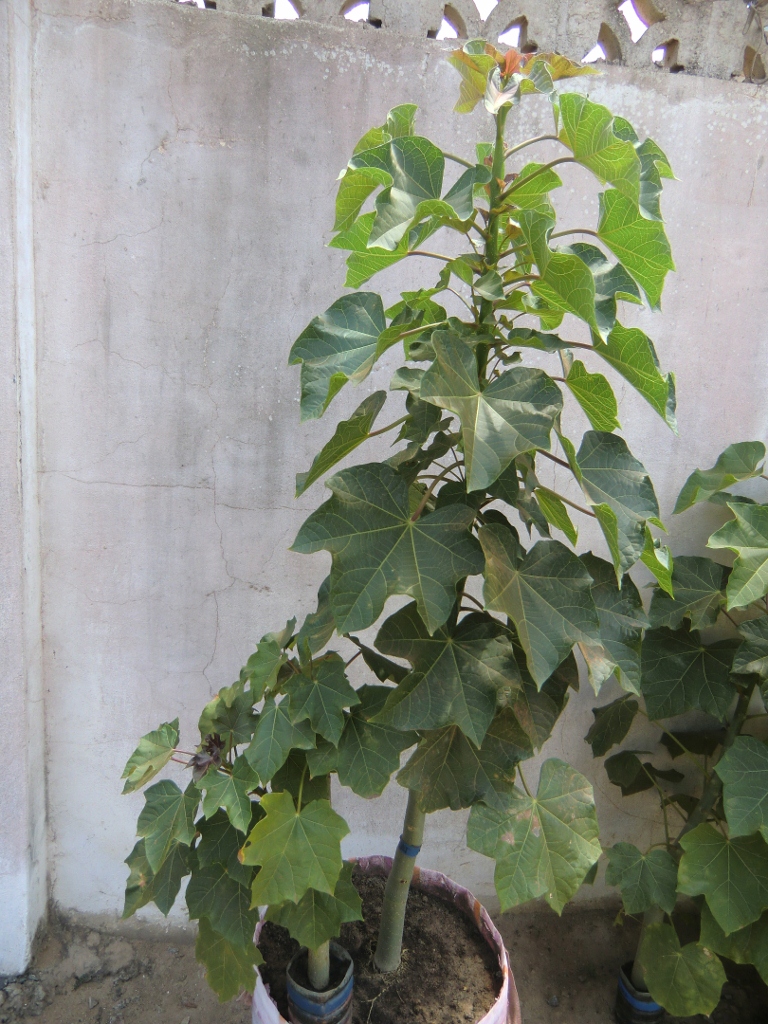 Heterosis in Jatropha breeding can be observed in this intraspecific hybrid plant