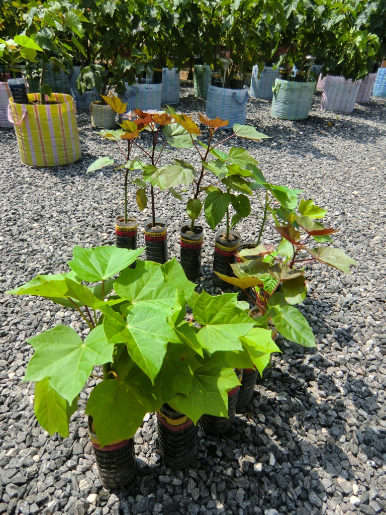 Jatropha hybrid backcrosses exhibit enormous genetic variability even at the seedling stage